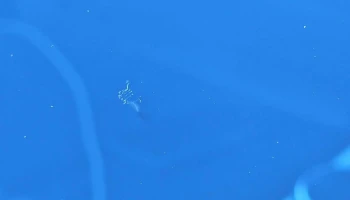 Desa Autoglass Ag - Losone