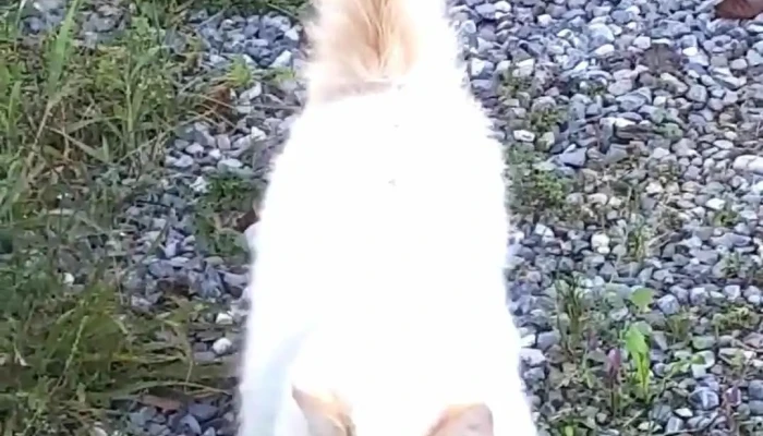 Aesch -  Videos - Aesch