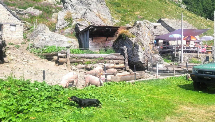 Alpe Carassina -  Jetzt Geoffnet - Blenio