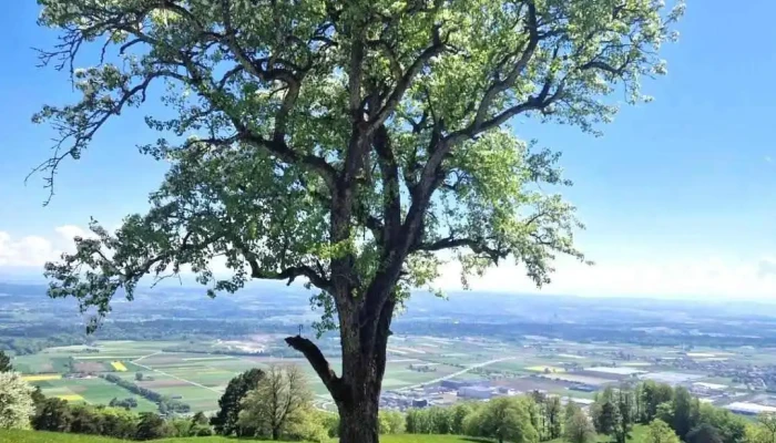 Bergrestaurant Roggen -  Neueste - Oensingen