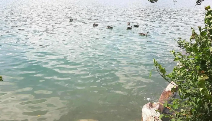 Meisterschwanden Delphin -  Alle - Meisterschwanden