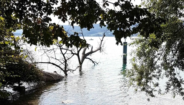 Meisterschwanden Seerose -  Wegbeschreibung - Meisterschwanden
