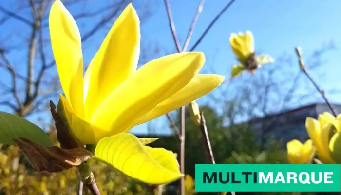 Vivero Pflanzen -  Alle - Hölstein