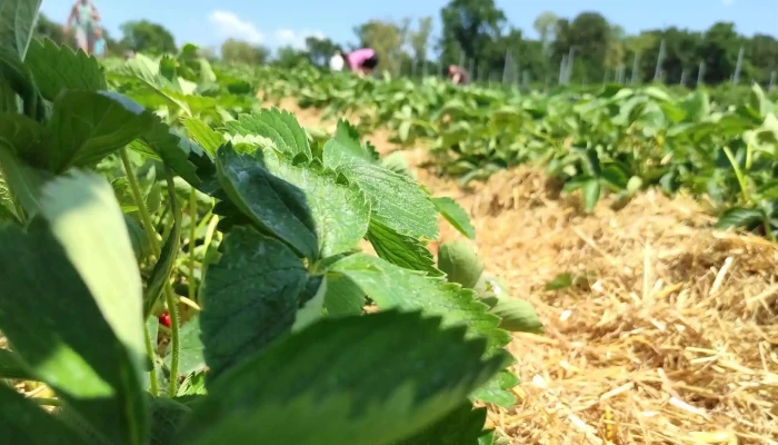 Wiesner Beeren -   Und Spargelkultur Aktion - Bottmingen
