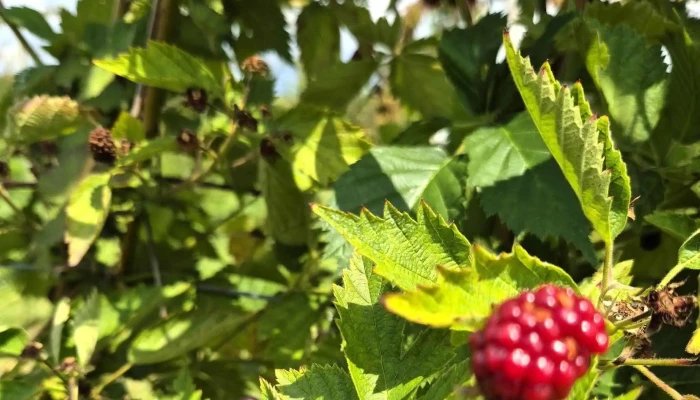 Wiesner Beeren -   Und Spargelkultur Bottmingen - Bottmingen