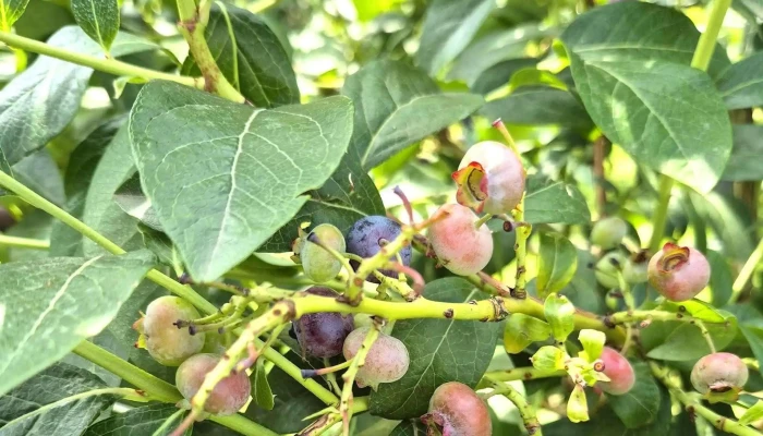 Wiesner Beeren -   Und Spargelkultur Instagram - Bottmingen