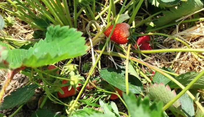 Wiesner Beeren -   Und Spargelkultur Katalog - Bottmingen