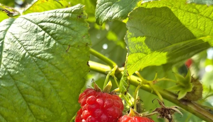 Wiesner Beeren -   Und Spargelkultur Kommentare - Bottmingen