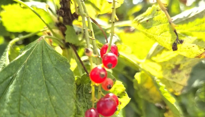 Wiesner Beeren -   Und Spargelkultur Landwirtschaftsbetrieb - Bottmingen