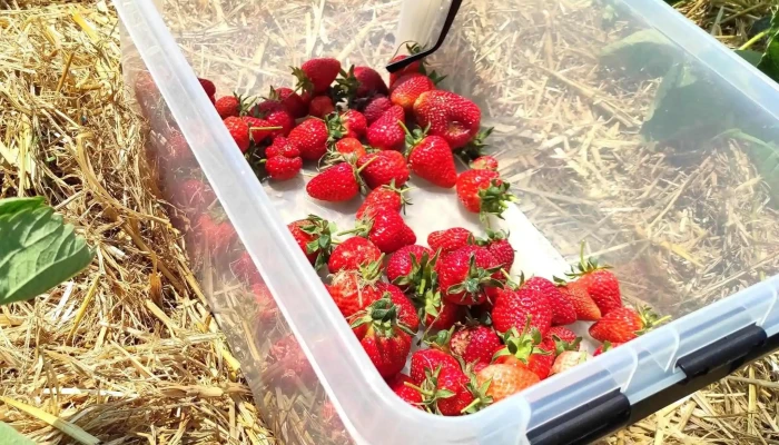 Wiesner Beeren -   Und Spargelkultur Telefon - Bottmingen