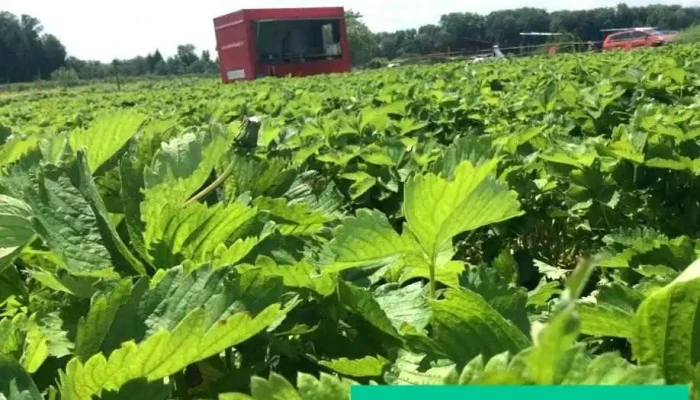 Wiesner Beeren- und Spargelkultur - Bottmingen